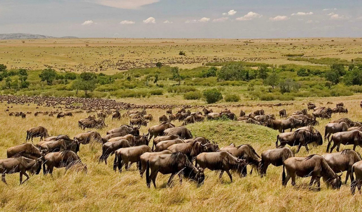 Great Wildebeest Migration