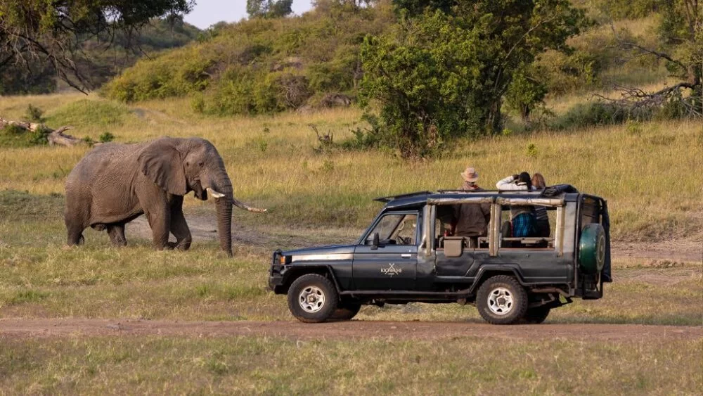 Game Drives (Morning & Evening):