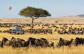 Calving Season Safari