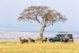 Photographic Safaris